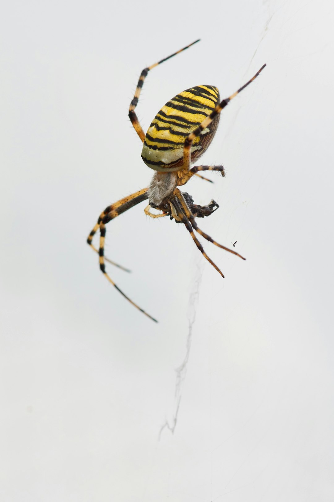 yellow and black spider on white wall
