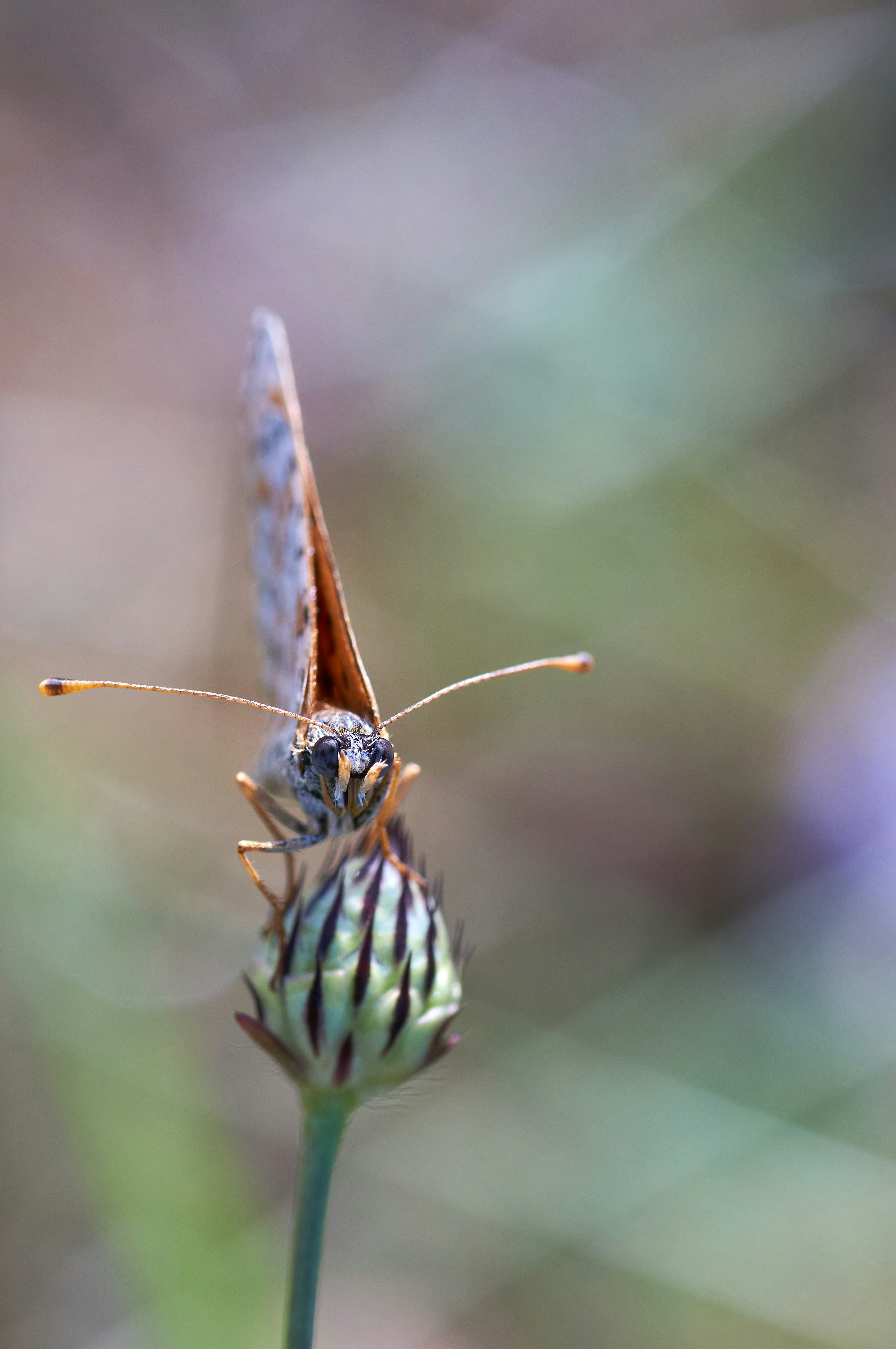 Photo by wolfgang_hasselmann