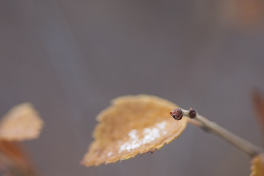 brown dried leaf in tilt shift lens