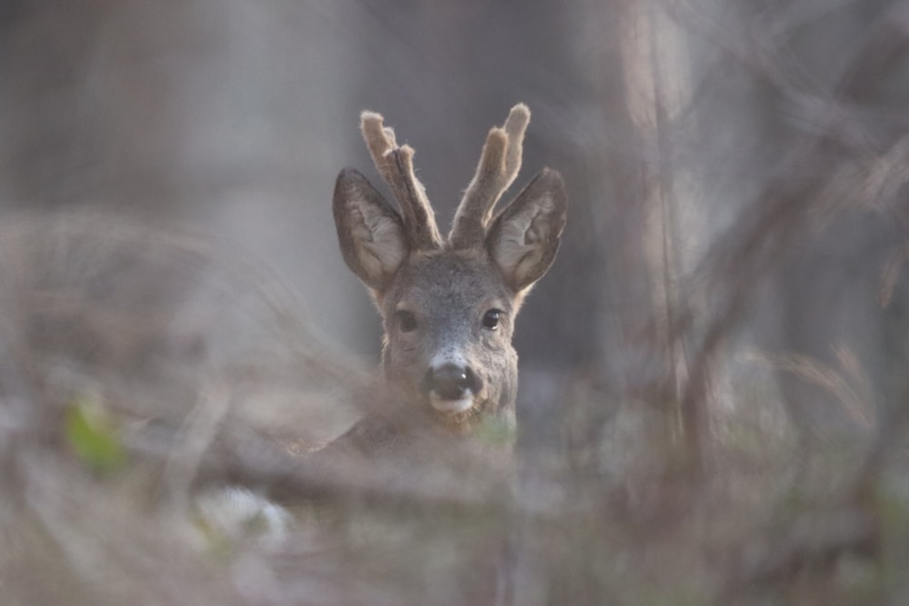 brown deer in tilt shift lens