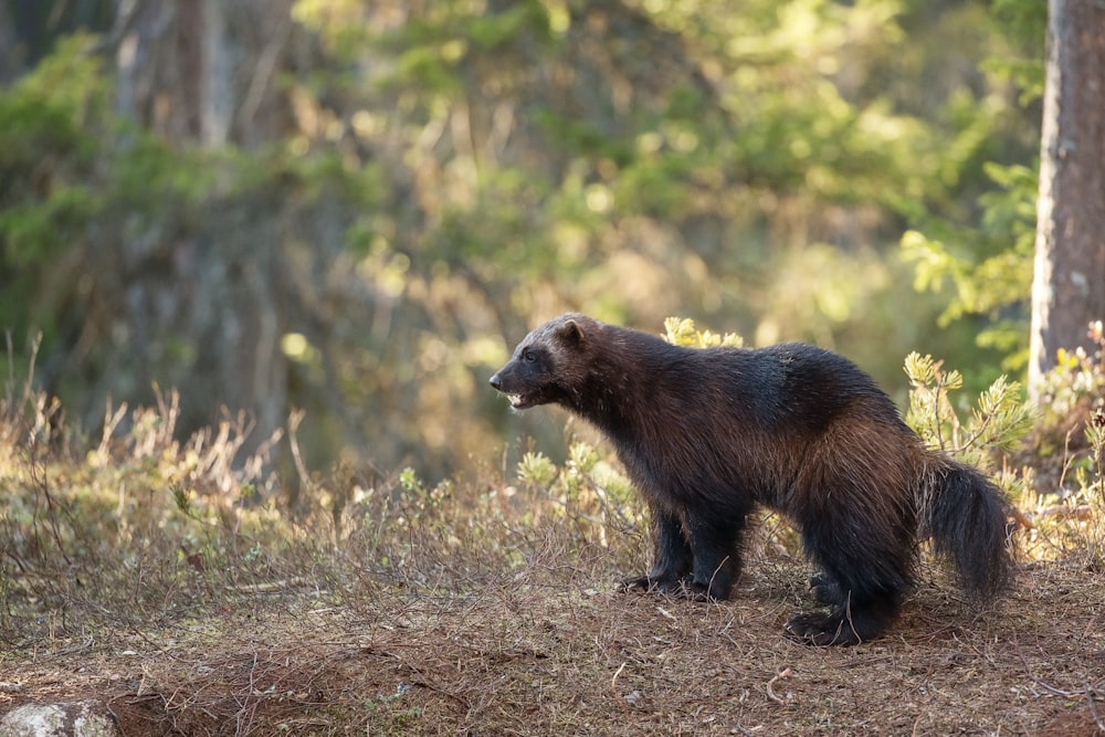 brown bear on brown grass during daytime