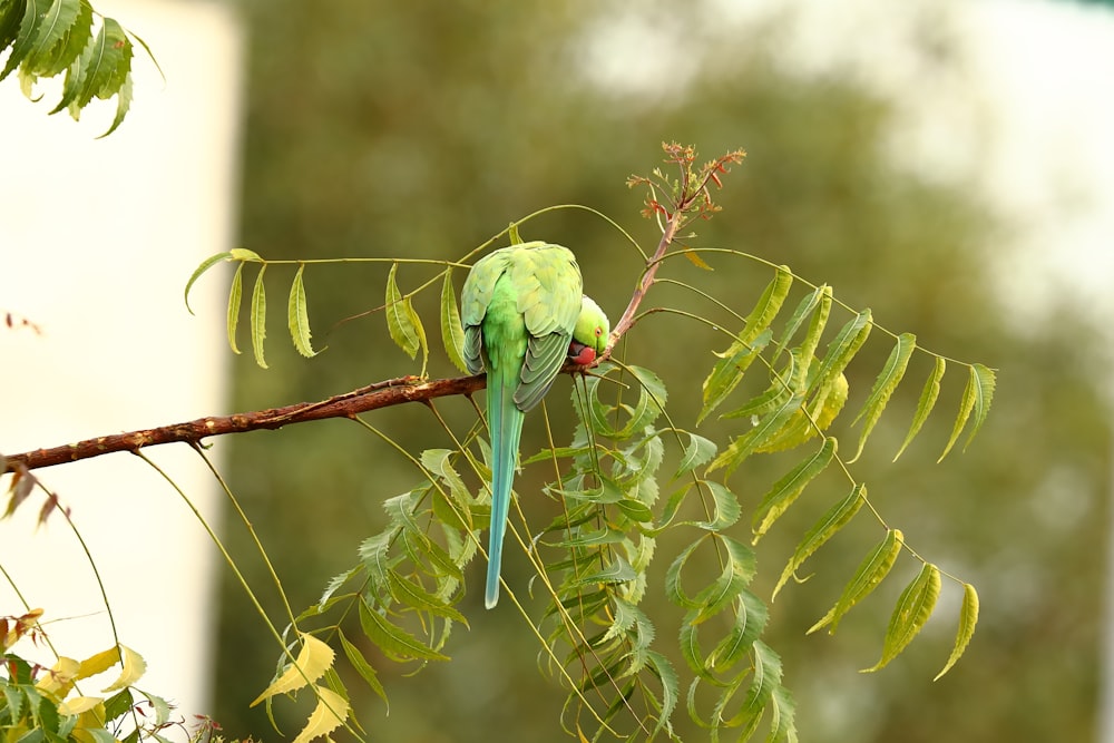昼間の茶色い木の枝に緑の鳥