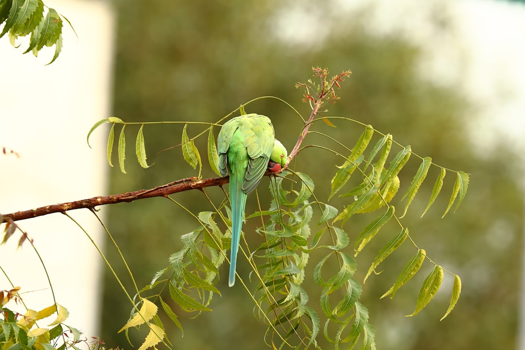 Wildlife photo spot Rohini Sultanpur National Park