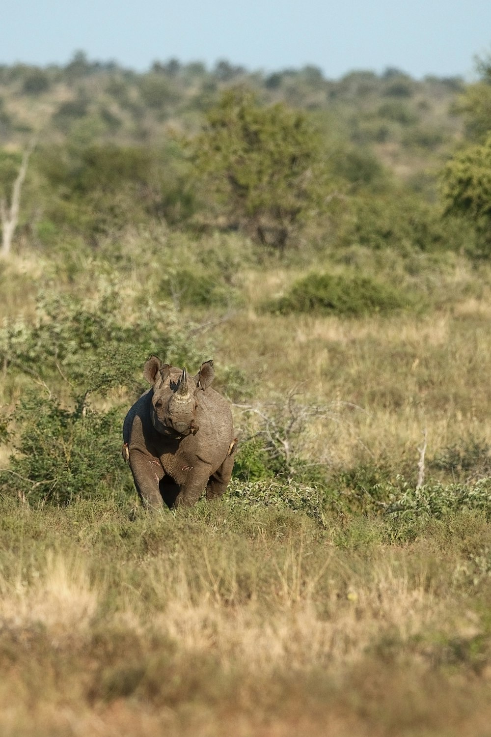 brown elephant on green grass field during daytime