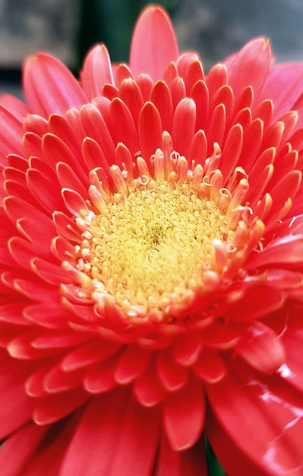 pink and yellow flower in bloom