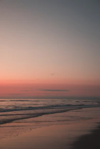 bird flying over the sea during sunset
