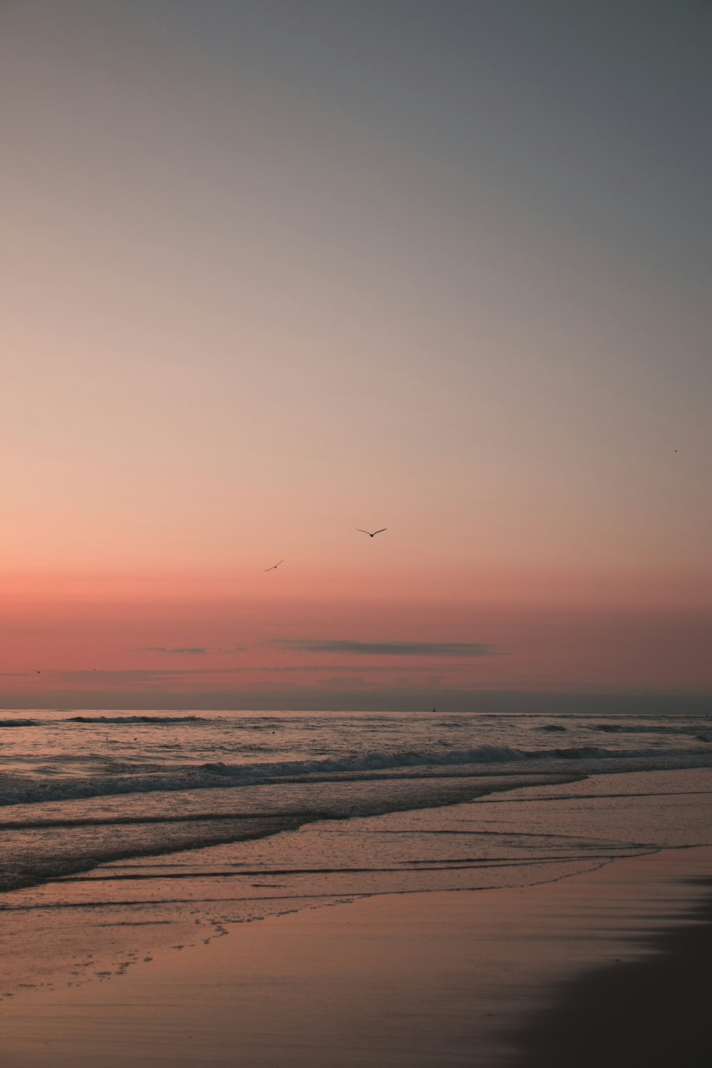 bird flying over the sea during sunset