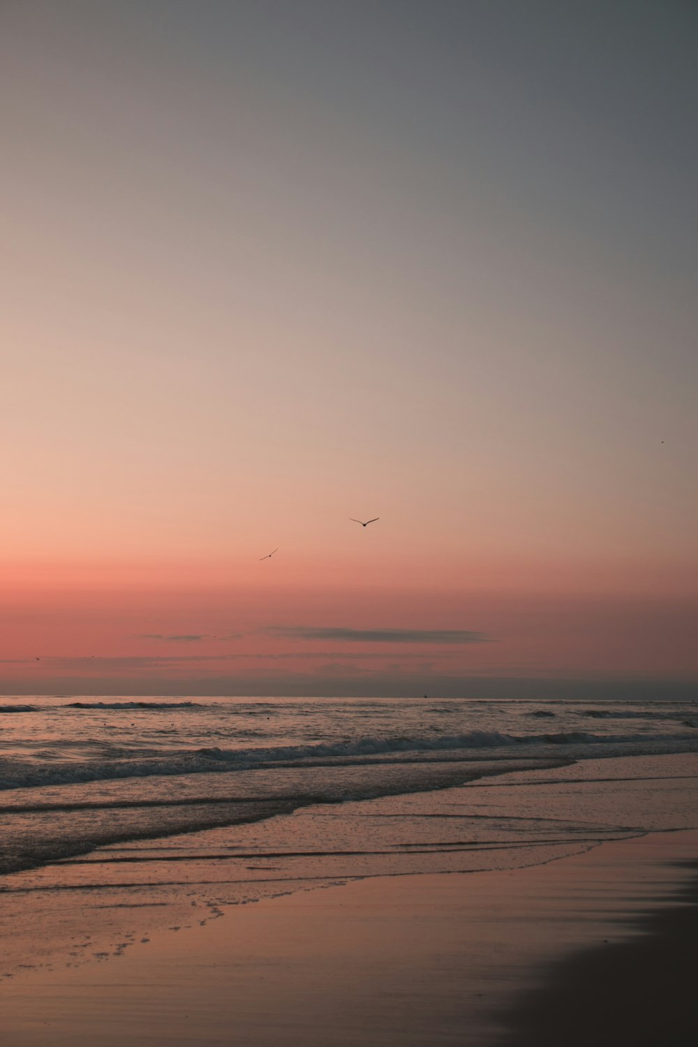 pájaro volando sobre el mar durante la puesta del sol