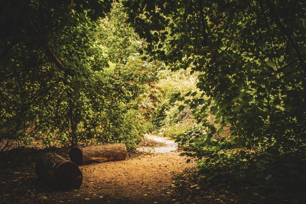 brown dirt road in between green trees during daytime