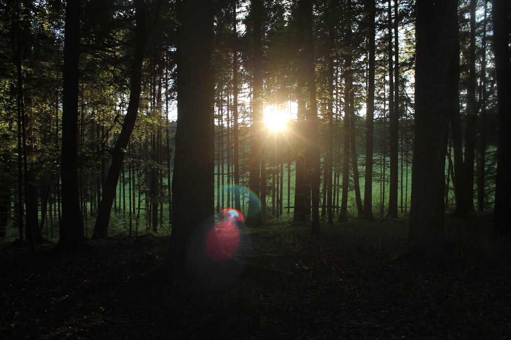 sun rays coming through trees