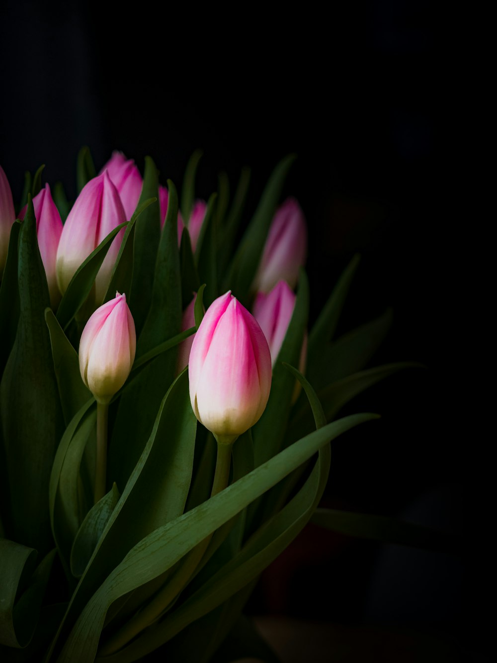 pink and white tulips in bloom