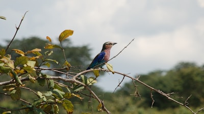 Close-up of a colorful exotic bird perched calmly on a natural branch.