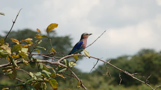 A close-up of a colorful bird perched on a branch during a peaceful birdwatching session.