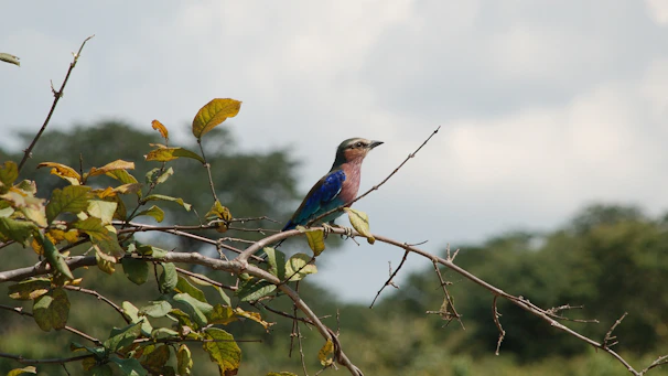 A close-up of a colorful bird perched on a branch during a peaceful birdwatching session.