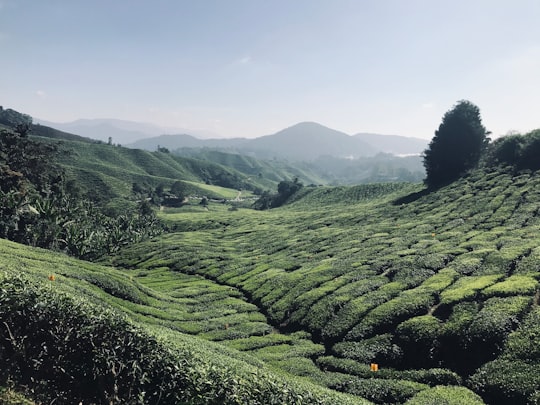 green grass field under blue sky during daytime in Boh Tea Estate Malaysia