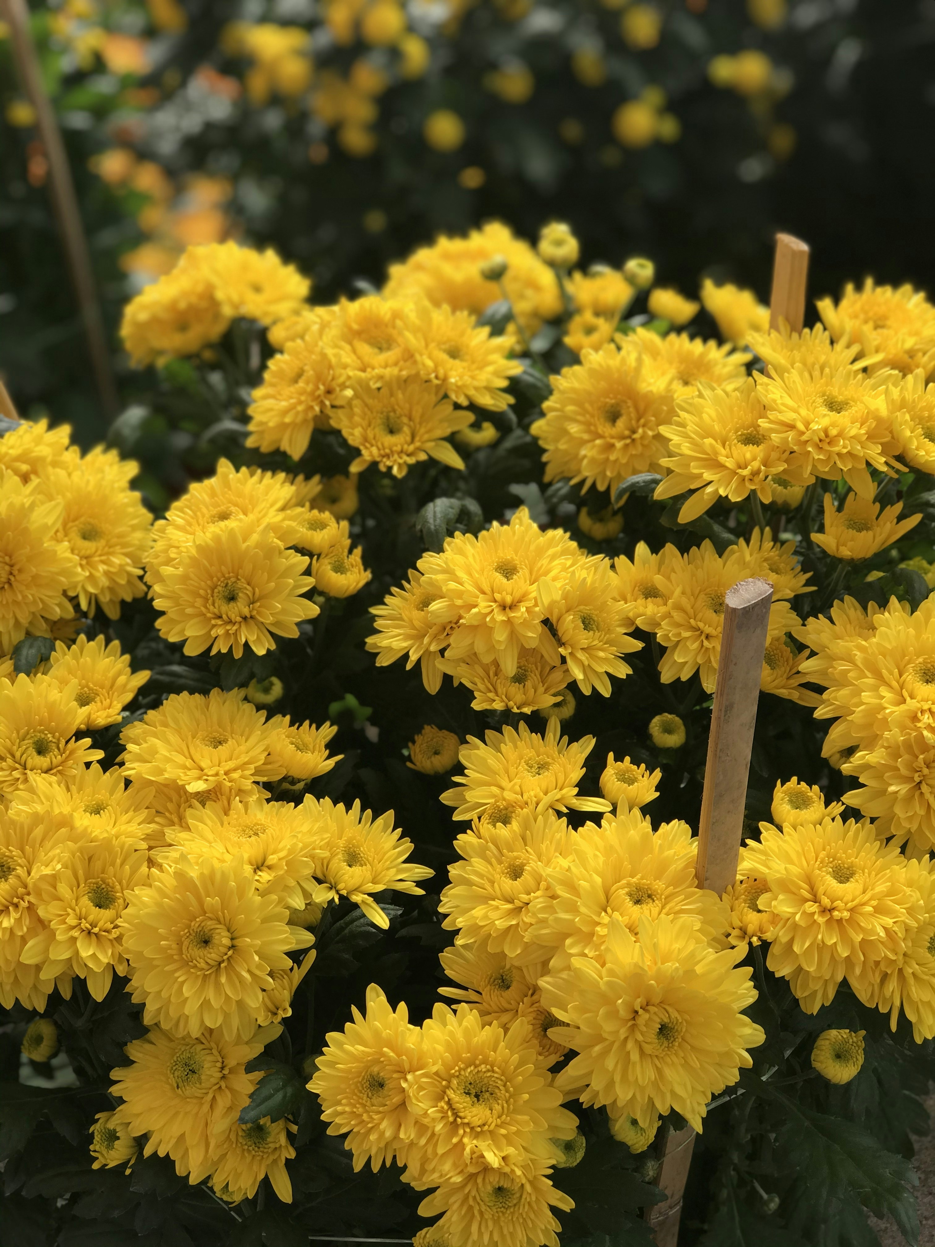 yellow flowers in tilt shift lens