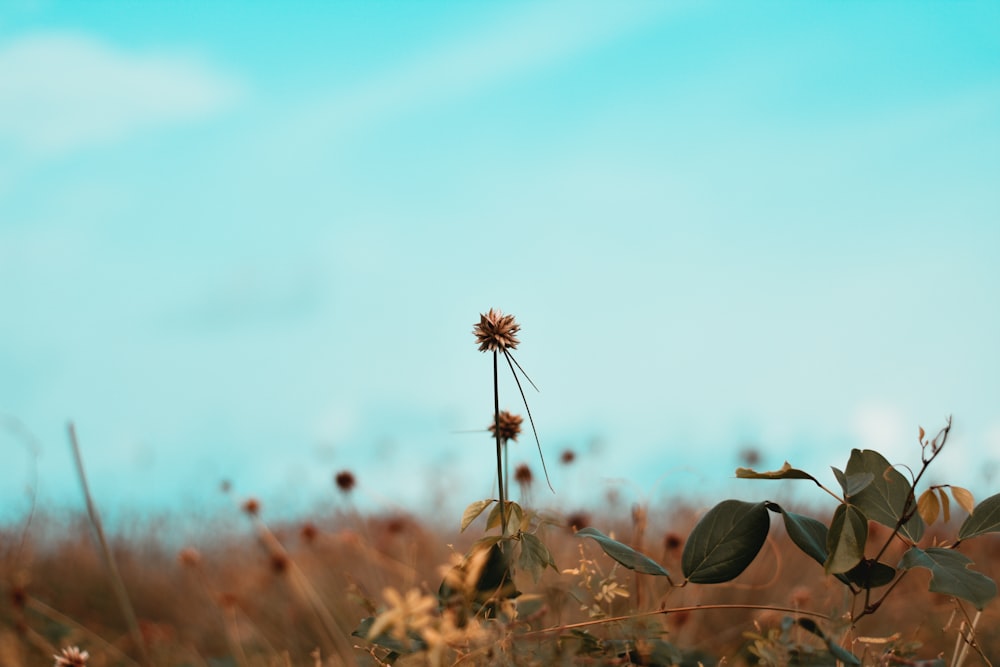 brown flower in tilt shift lens