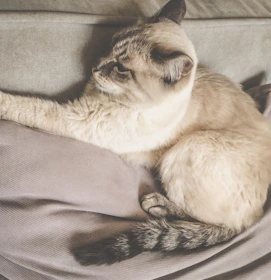 A sleek cat lounging comfortably in a soft pastel hoodie with playful patterns.