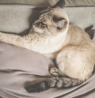 A sleek cat lounging comfortably in a soft pastel hoodie with playful patterns.