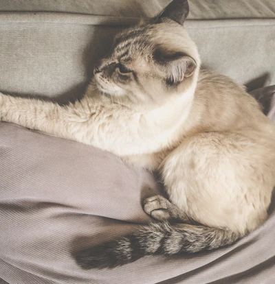 A sleek cat modeling a soft pink dress with subtle floral patterns, lounging comfortably on a gray cushion.