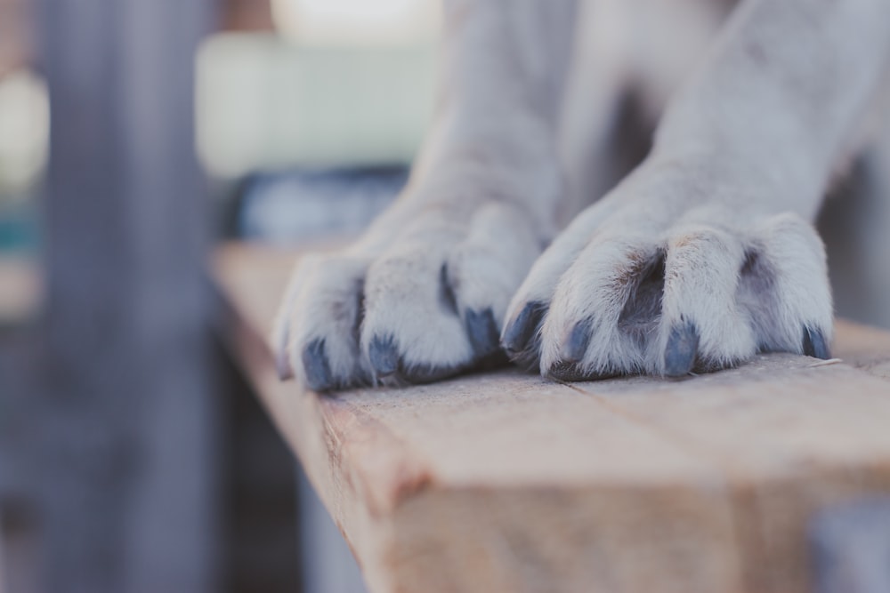 white short coated dog on brown wooden table