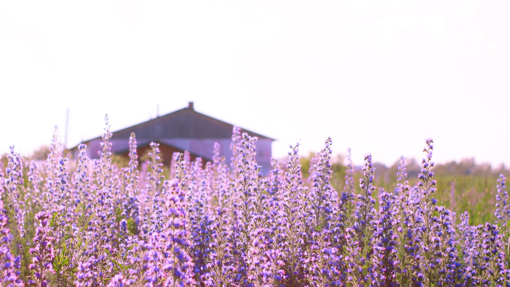 campo di fiori viola vicino all'edificio bianco durante il giorno