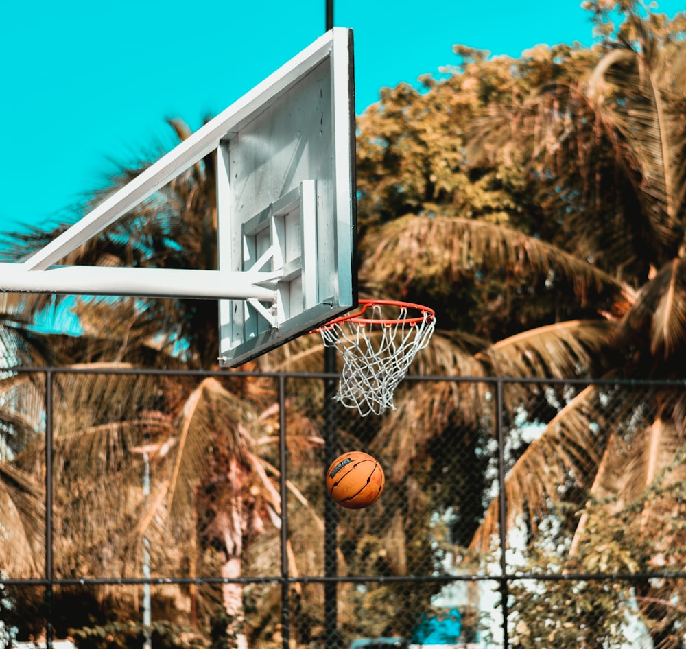 white basketball hoop on brown tree branch during daytime