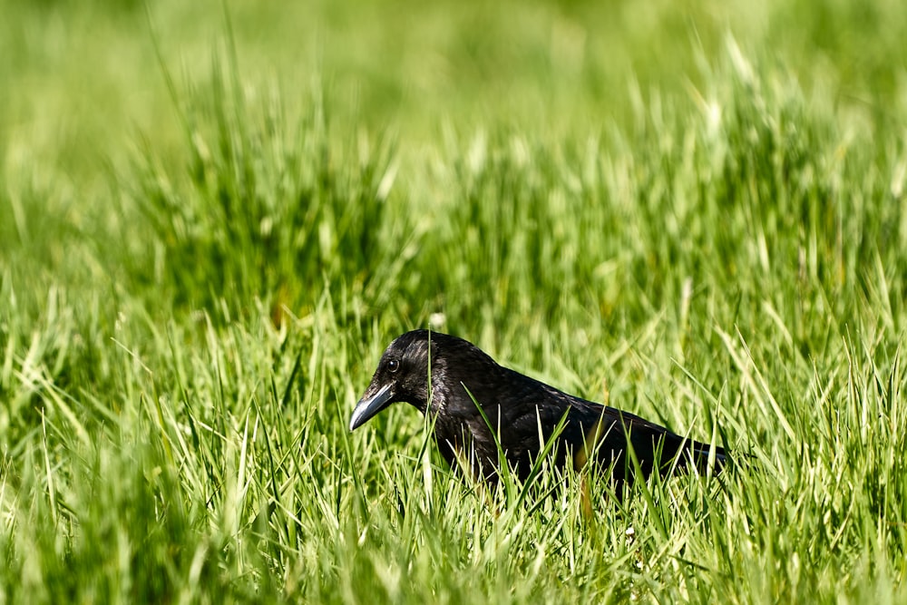 black bird on green grass during daytime