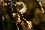 Artistic shot of a single golden-hued bloom against a soft floral backdrop.