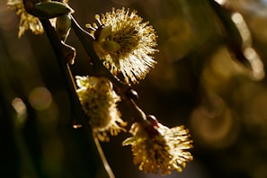 Artistic shot of a single golden-hued bloom against a soft floral backdrop.