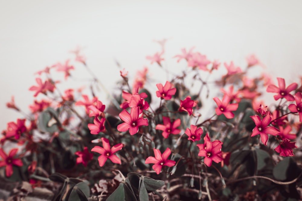 pink flowers in tilt shift lens