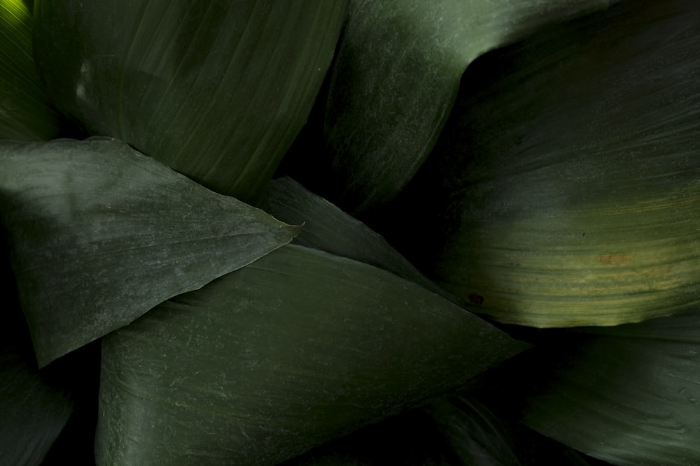 folhas verdes na lente macro