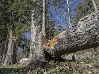 A large tree trunk lies on the ground, appearing to have recently been felled. The bark is rough and textured, with the interior wood exposed and splintered. Surrounding the fallen tree are the stumps and remnants of other trees, set against a backdrop of tall evergreen trees and a clear blue sky.