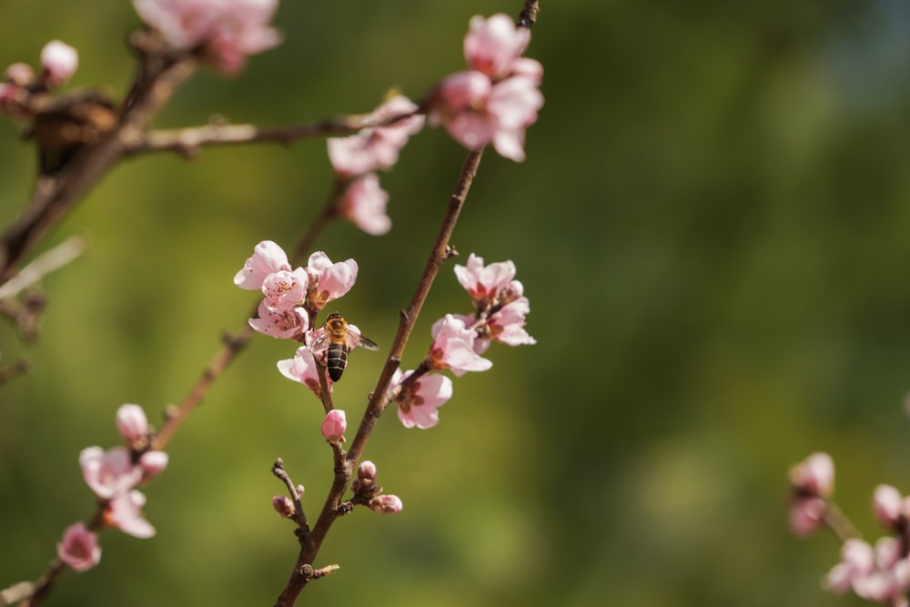 pink and white flower in tilt shift lens