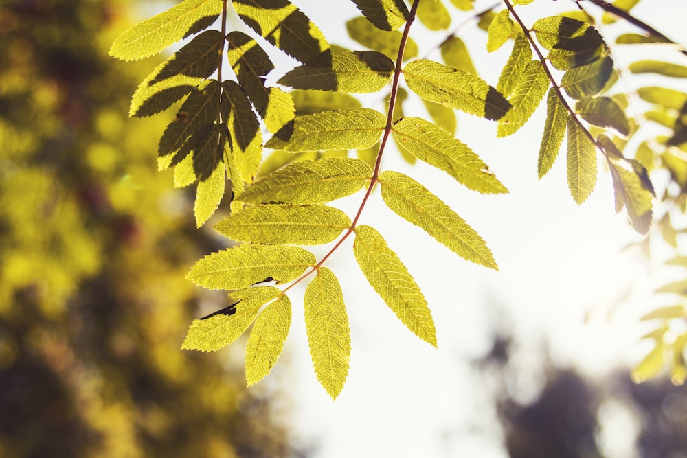 green and brown leaves during daytime