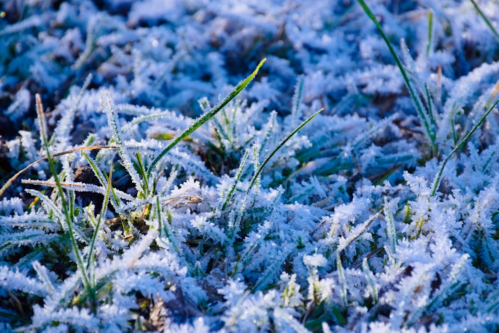 green grass covered with snow