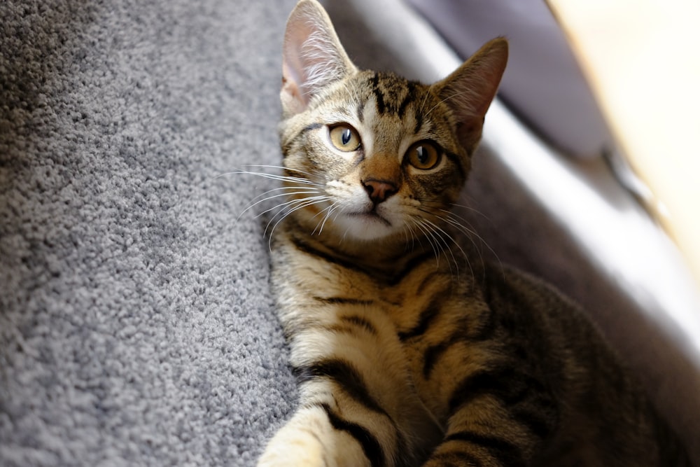 brown tabby cat lying on gray textile