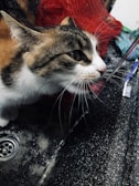 Close-up of a cat enjoying a gentle bath with soapy water.