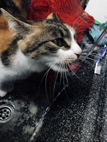 Close-up of a cat’s curious face as it approaches the gentle flow of water from an Aquafelis fountain.