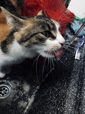 Close-up of a smart pet water fountain with clear flowing water and a curious cat nearby.
