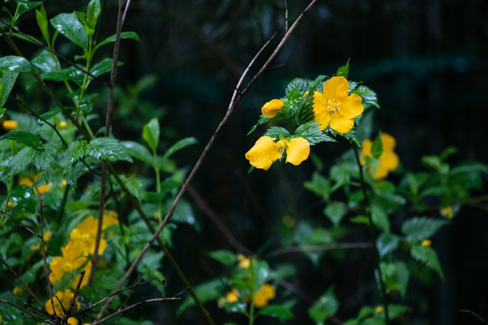 yellow flower in tilt shift lens