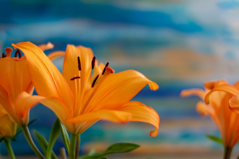 yellow flower in tilt shift lens