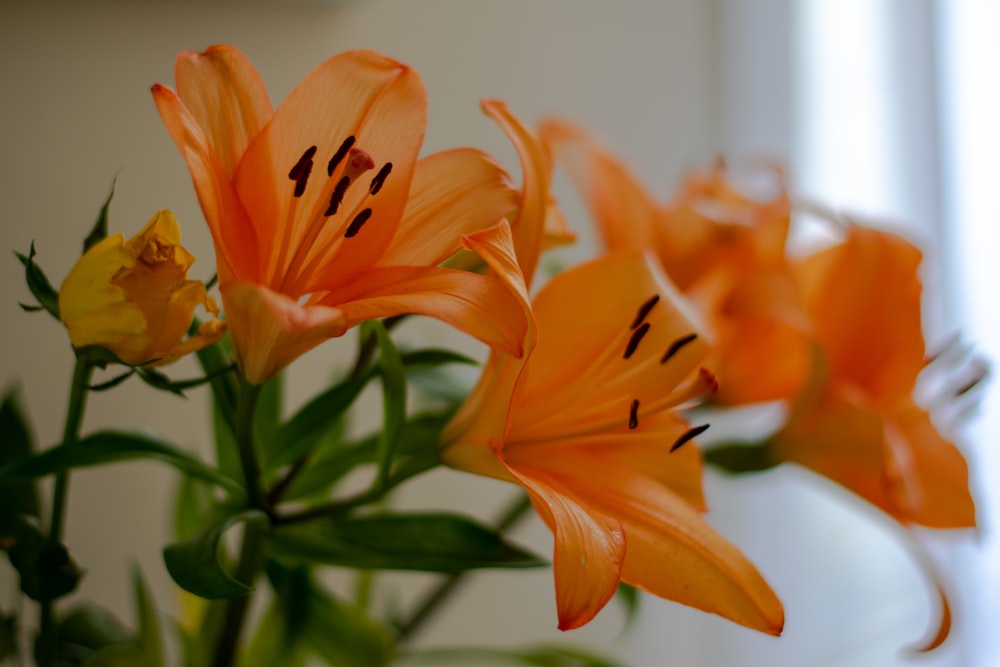 yellow flower in tilt shift lens