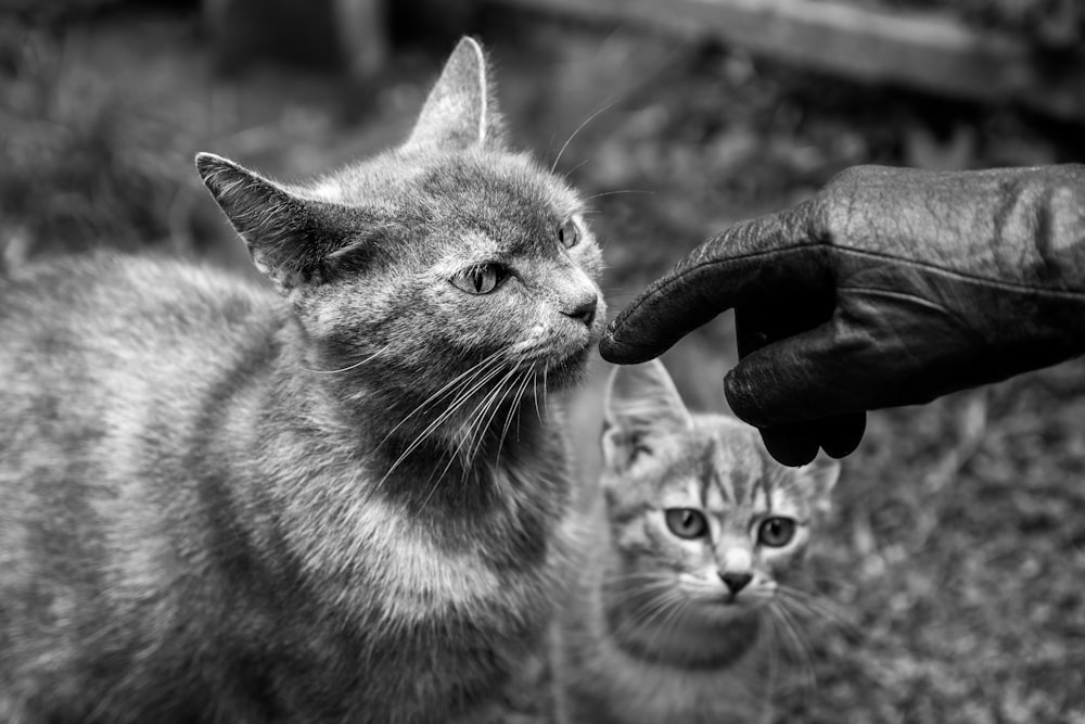 Foto en escala de grises de gato con gato en la cabeza