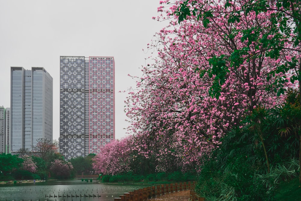 낮 동안 수역 근처의 분홍색 벚꽃 나무