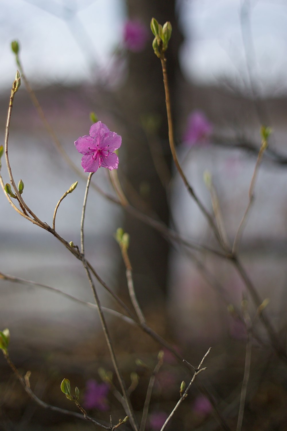 flor rosa na lente tilt shift