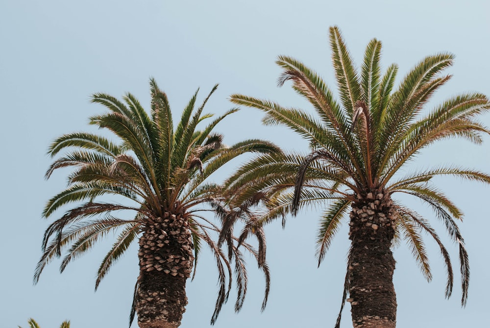 green palm tree under blue sky during daytime