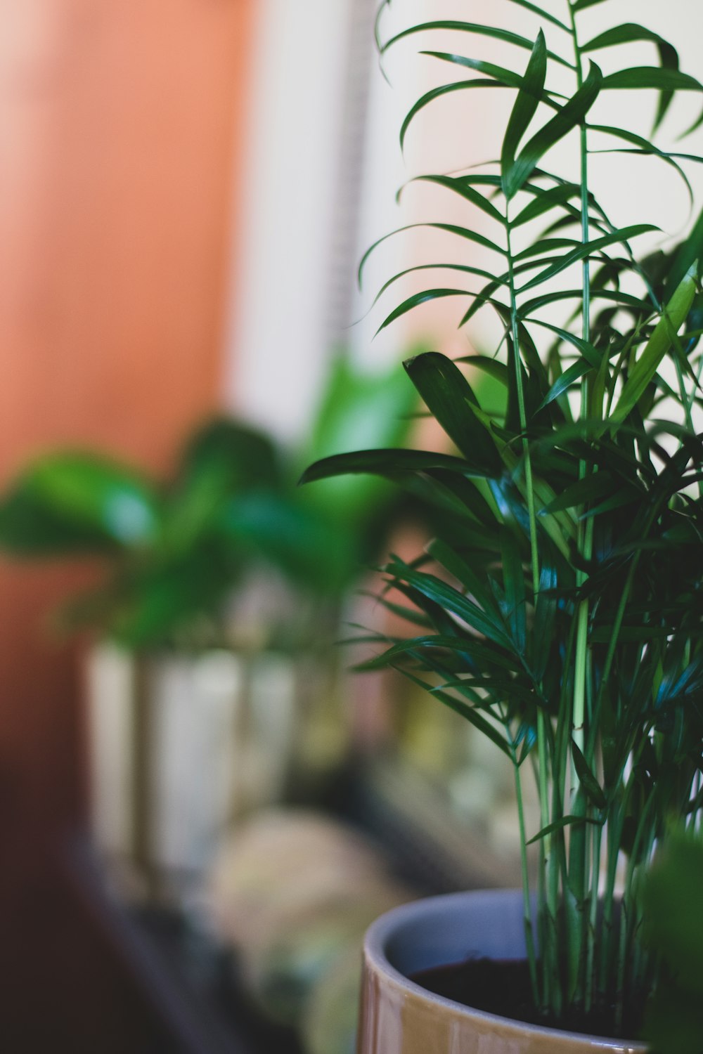 green plant in tilt shift lens