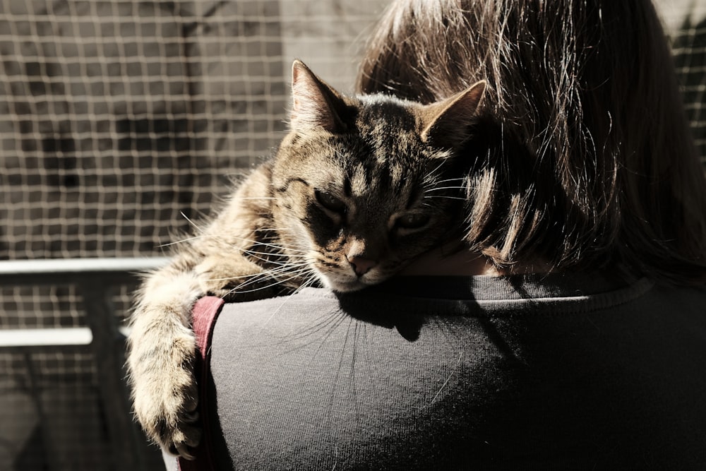 chat tigré brun sur textile noir