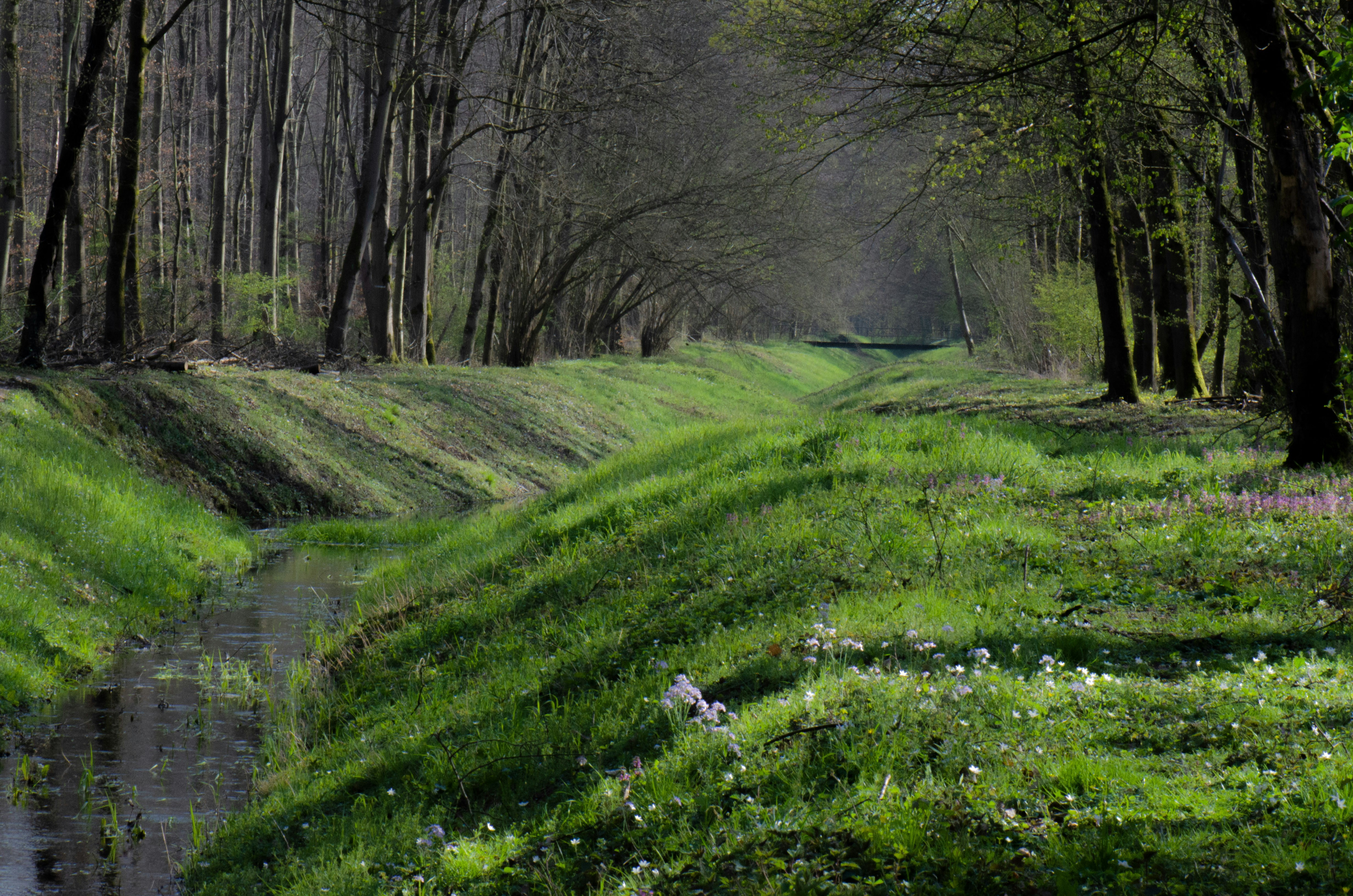 green grass field with trees